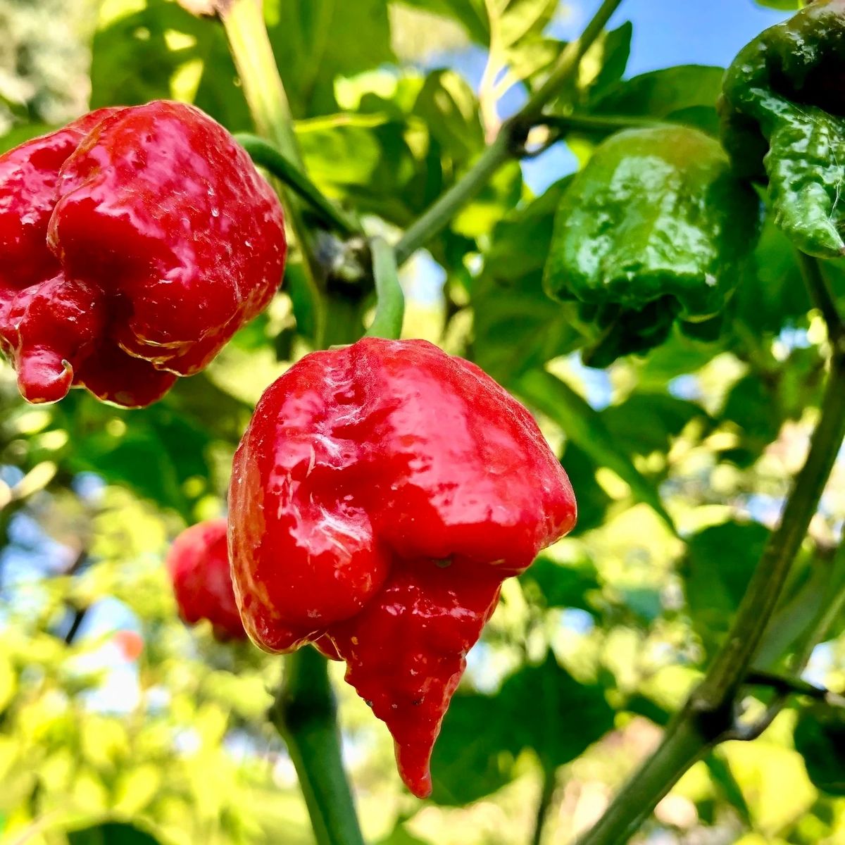 DRAGONS BREATH Super Hot Pepper Seeds Organically Grown At Unique Creek