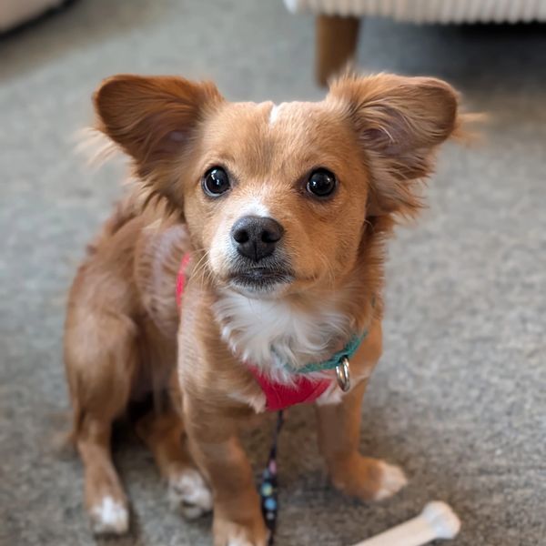 Cute small brown dog with fluffy ears.