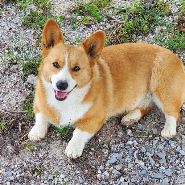 Peach is a red and white female corgi