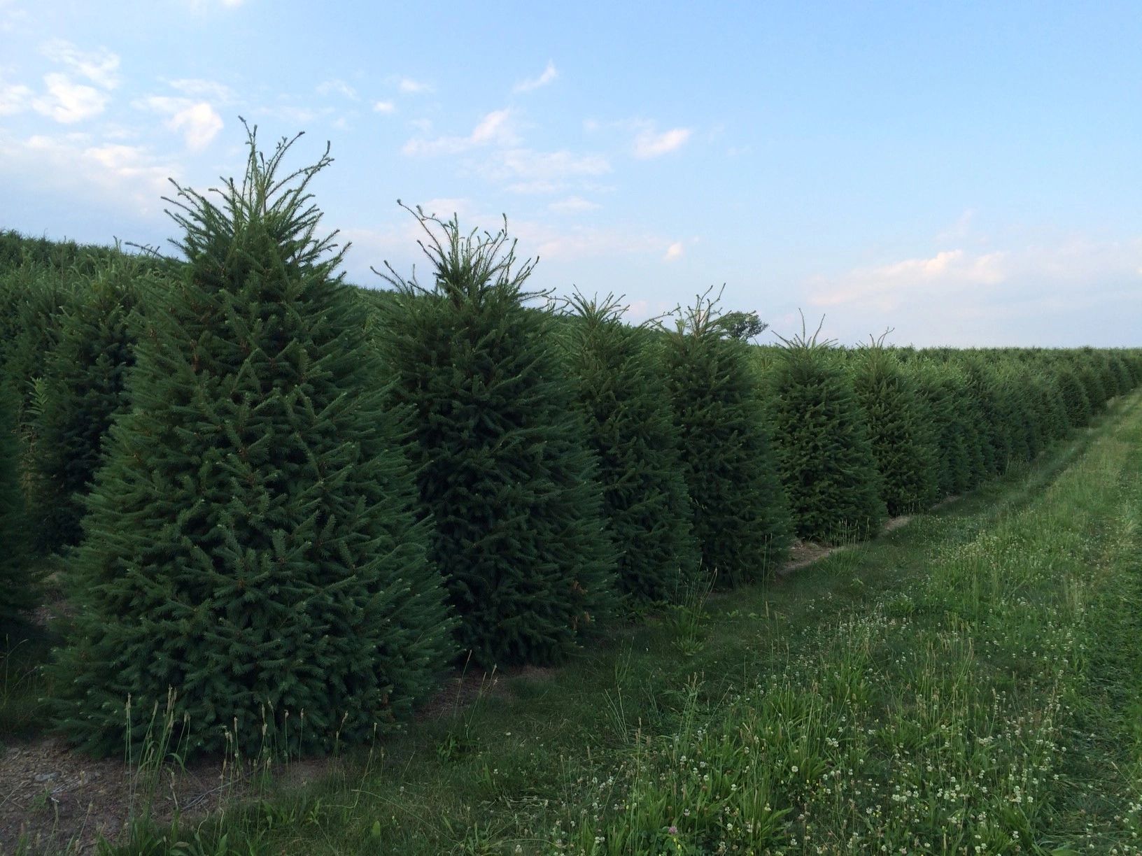 Buck Run Evergreen Farms