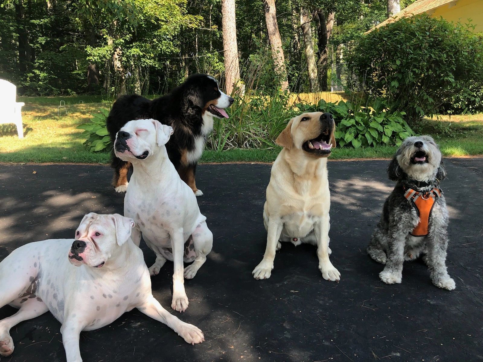 Dog Boarders in Your Area Dog's Choice Boarding & Daycare