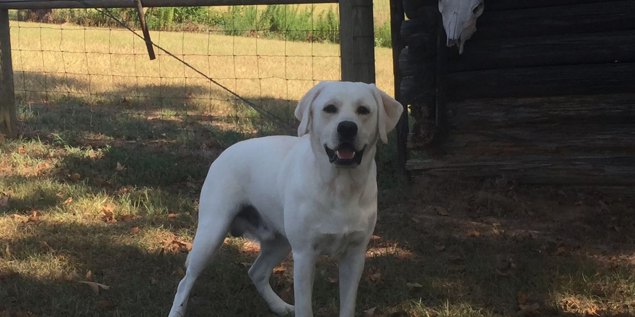 White English Labrador Puppies Sugarhaven Labradors