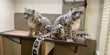 Zoo Gone Bad