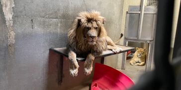 Zoo Gone Bad