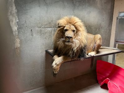 Zoo Gone Bad