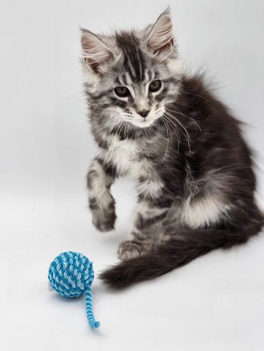 Maine coon kittens for sale Tennessee