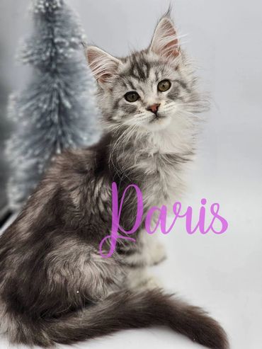 Maine coon kittens for sale ohio