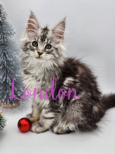 Maine coon kittens for sale indiana