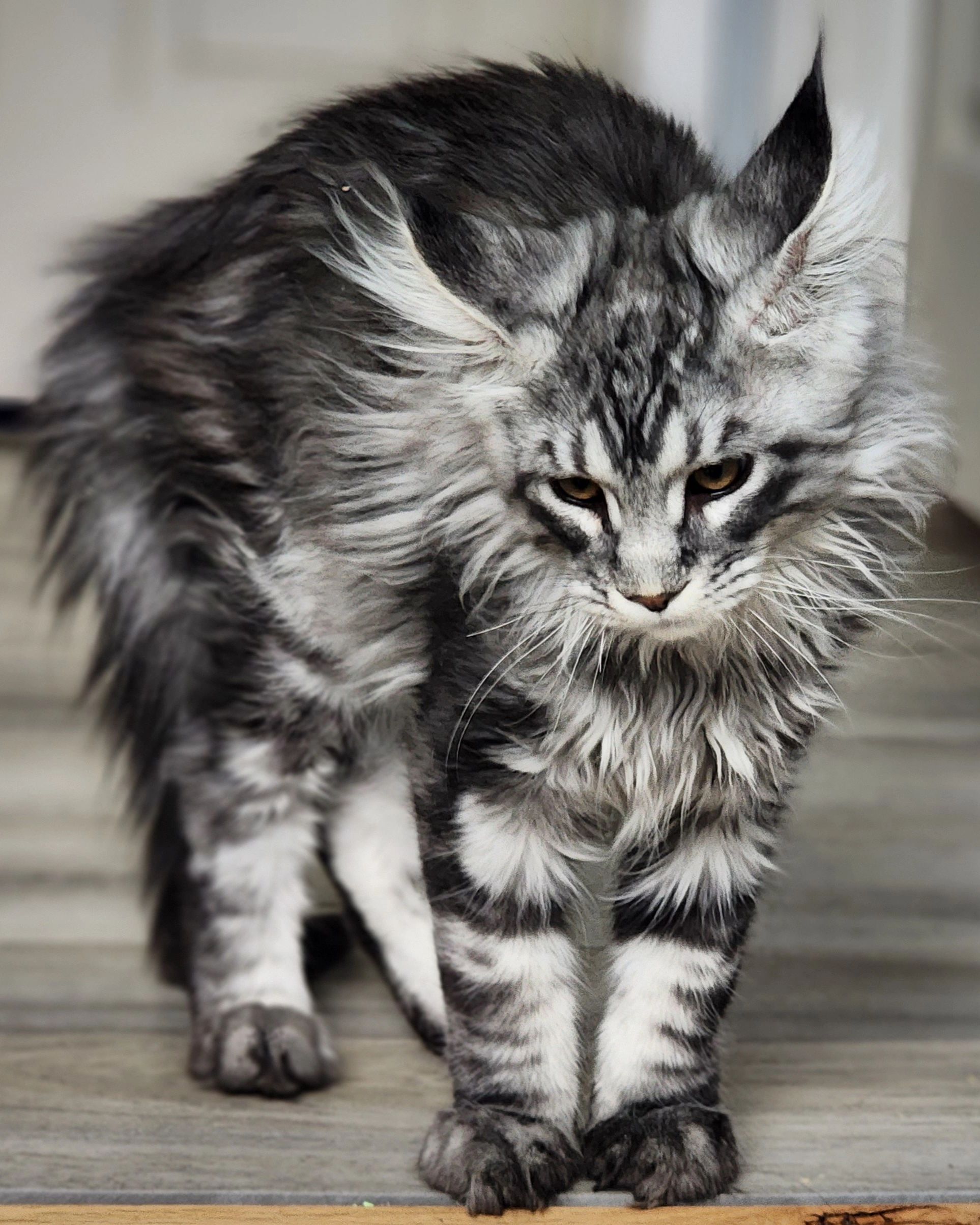 maine coon kitten