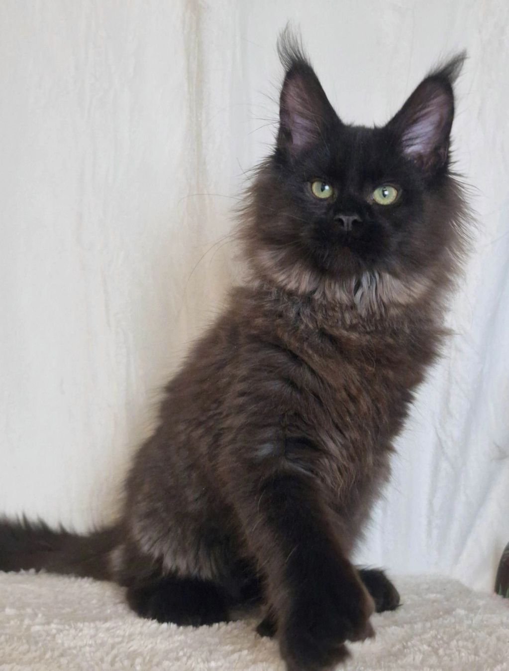 Mainr coon cat for sale kentucky