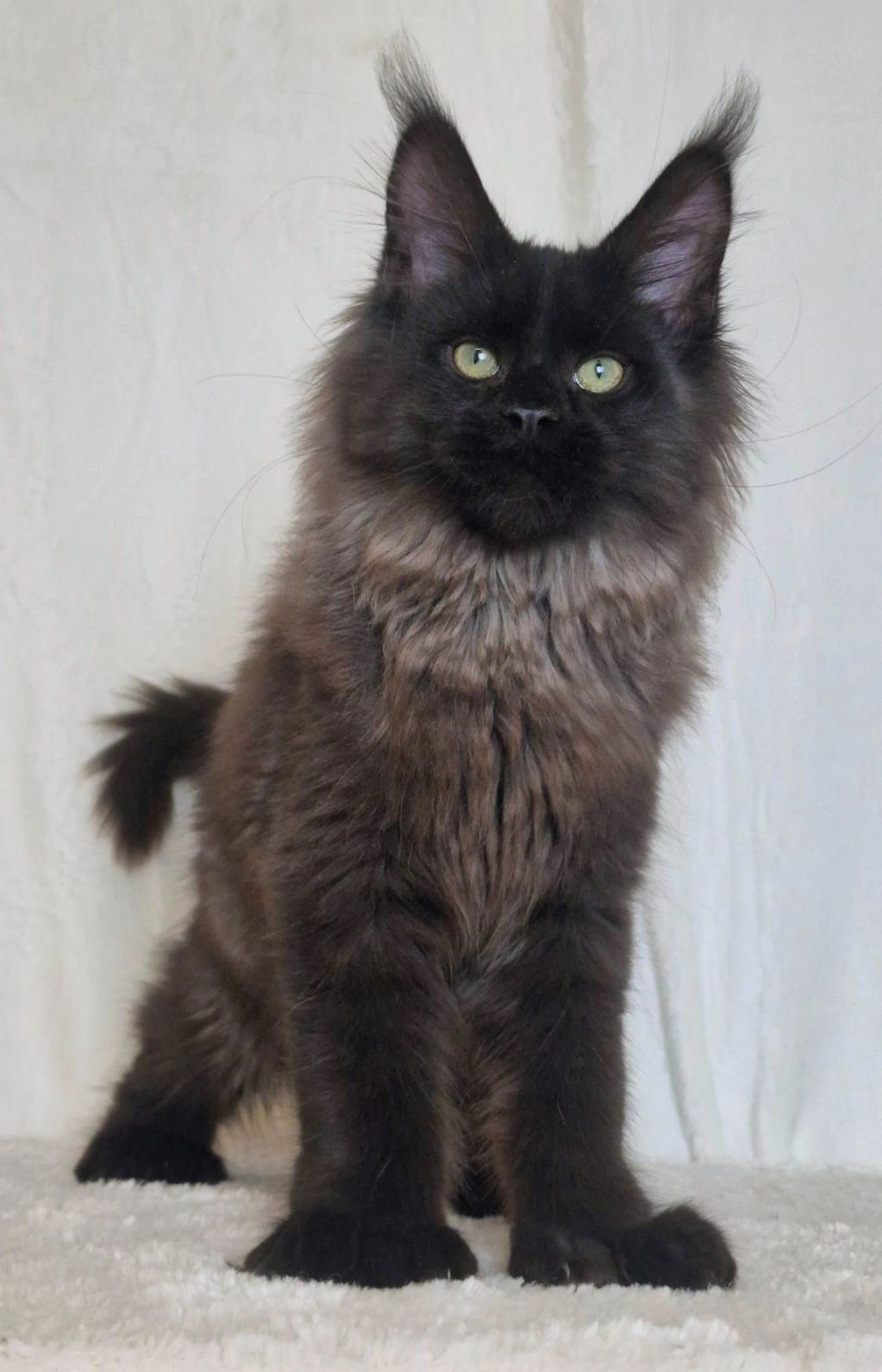 Maine coon cat for sale