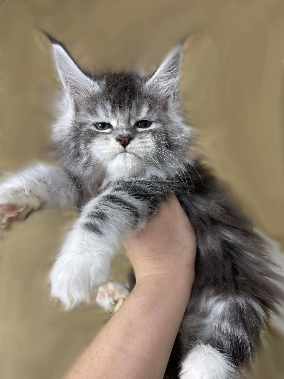 maine coon kitten