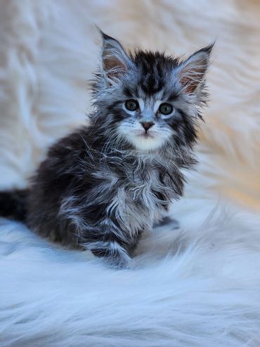 Maine coon kittens for sale kentucky