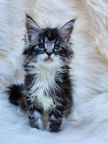 Maine coon kittens for sale kentucky