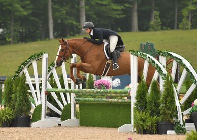 (3ft Hunter/ Easy lots of miles)