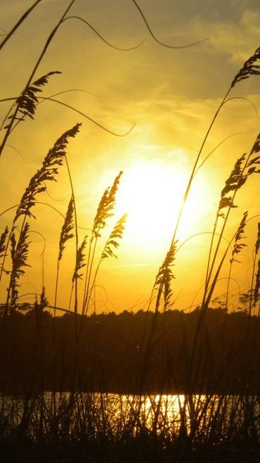 Sea Oats on the shoreline