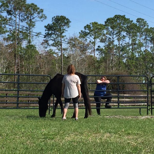 Equine Therapy facilitated in Ponte Vedra Beach