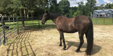 Equine Therapy in Ponte Vedra Beach, Florida, 32082 near Nocatee and Jacksonville Beach, FL