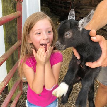 Girl looking at baby goat.