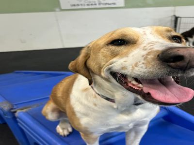 Dog Daycare at St. Paws