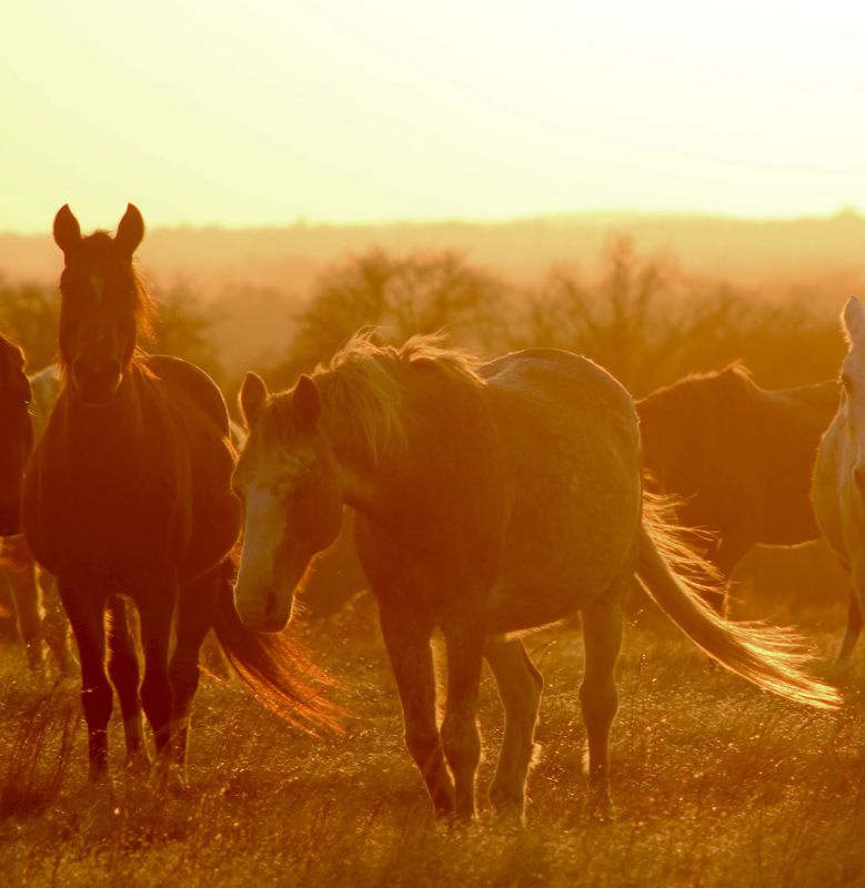Mowdy Ranch Mustangs