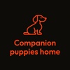 Companion puppies home 