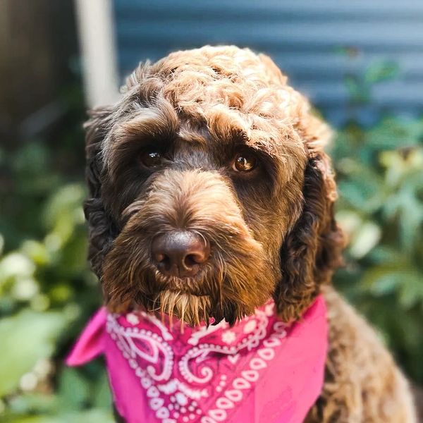 Brown dog with pink bandana sitting on a bench 