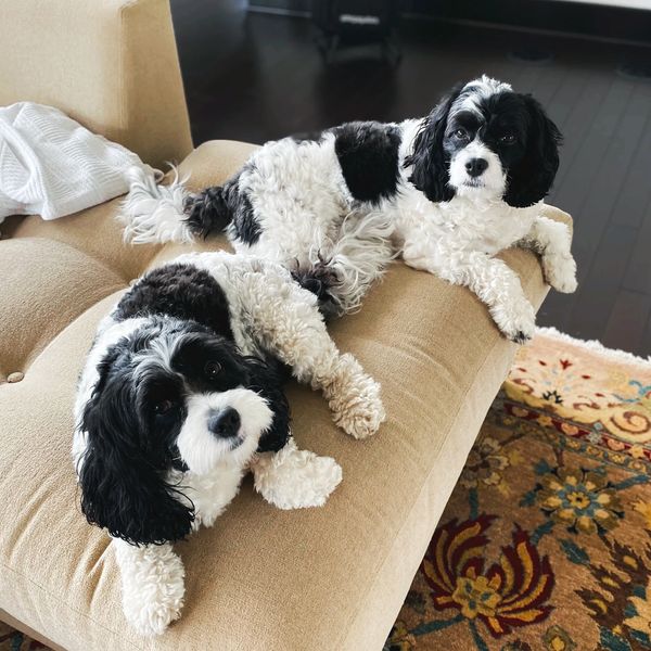 Two dogs, both white with black spots resting on a couch together.