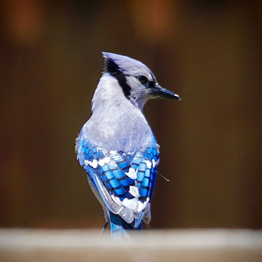 Blue jay perched on fence