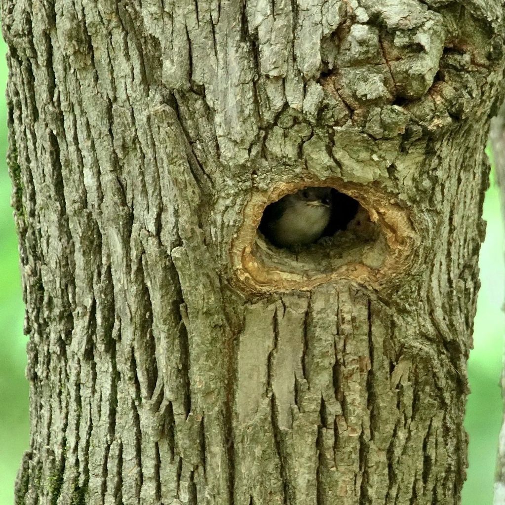 tufted titmouse nest in tree cavity