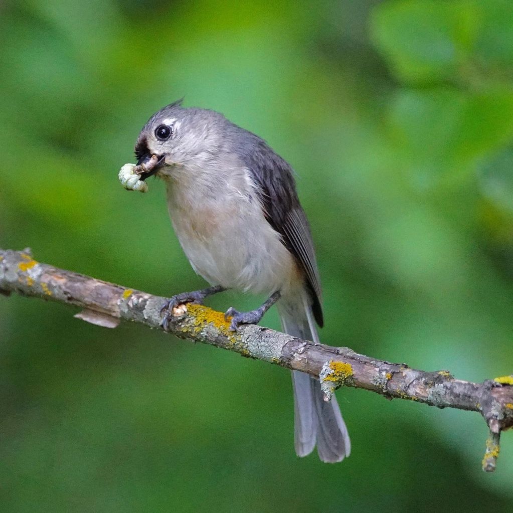 tufted titmouse adult with food