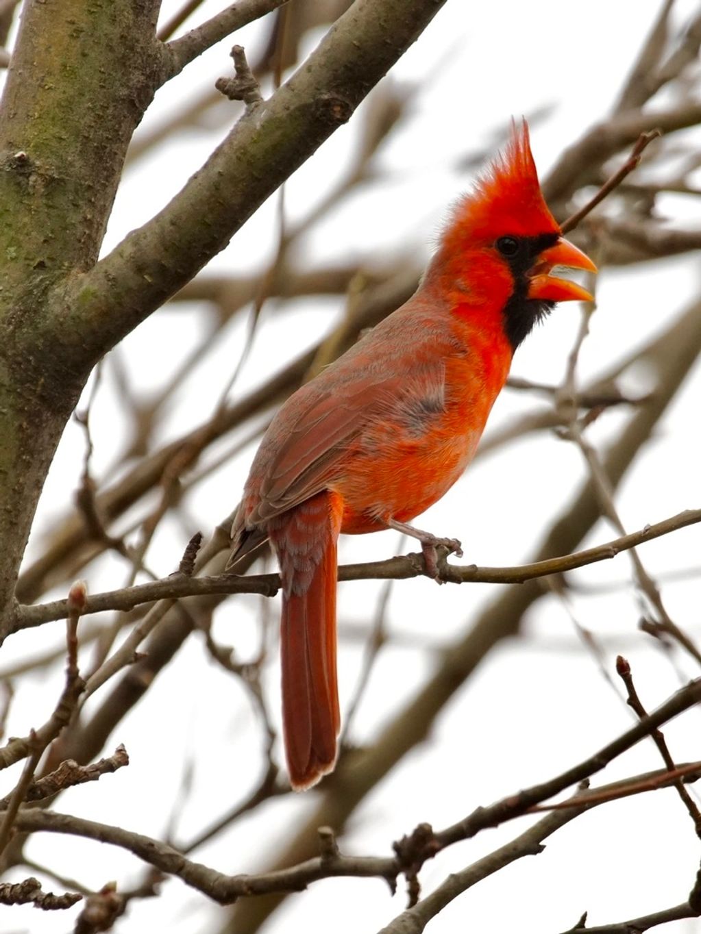 male cardinal singing in a tree