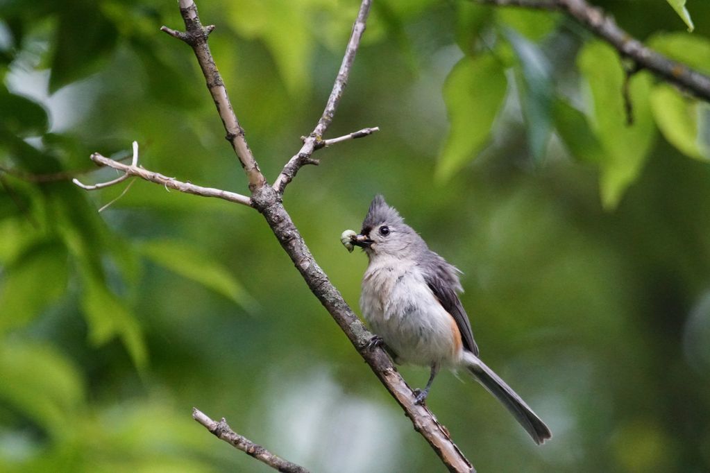 tufted titmouse