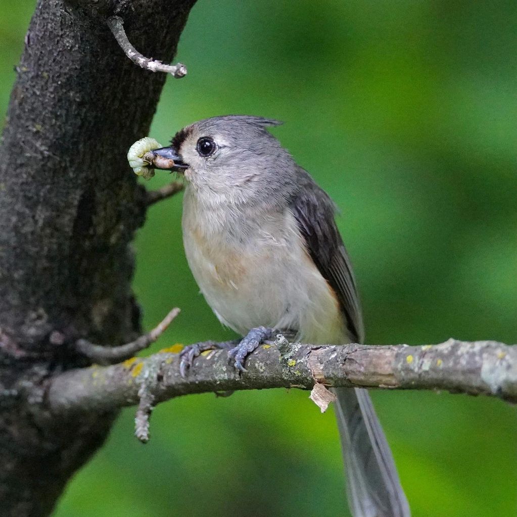 tufted titmouse adult 