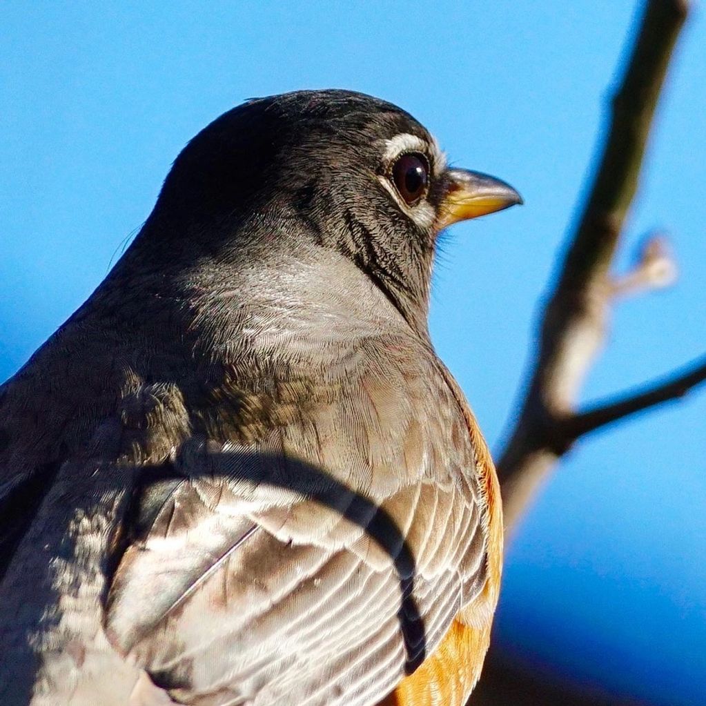 American Robin - Song Of America