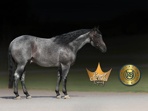 The Darkk Side AQHA 
#WelcometotheDarkkSide