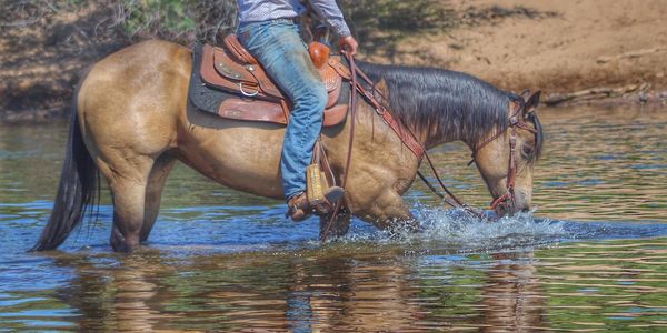 Zansprblygottabeau AQHA Mare by With all Probability