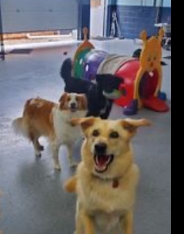Daycare dogs having fun waiting for the ball to be thrown in dog daycare at PupTown Waterloo. 