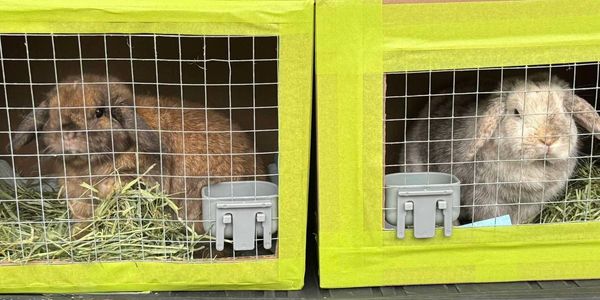 Two rabbits resting in adjacent cages lined with hay.