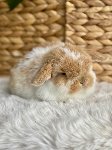 Fluffy baby bunny resting on a soft white surface.