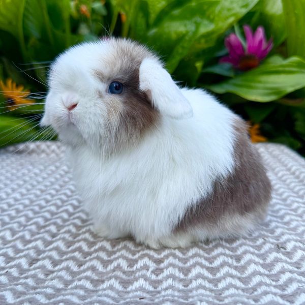 Fluffy white and brown bunny with blue eyes.