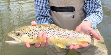 Person holding a large spotted brown trout over water.