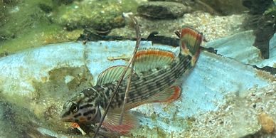 A colorful fish swimming near a shell underwater.