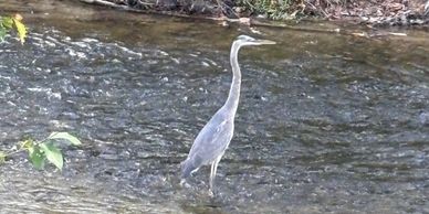 A tall gray heron standing in shallow flowing water.