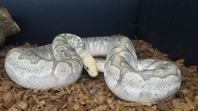 A coiled light-colored snake on wood chips.