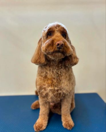 A curly-haired dog sitting on a blue mat.