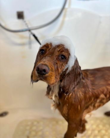 A brown dog with soap suds on its head during a bath.