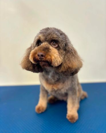 Small, fluffy brown and black dog sitting on blue surface.