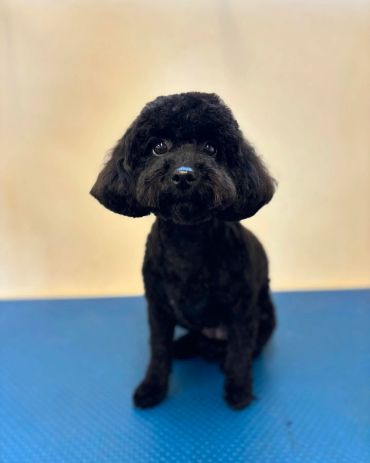 Black poodle sitting on a blue mat.
