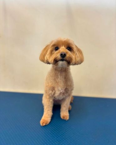 Small brown dog sitting on blue mat.